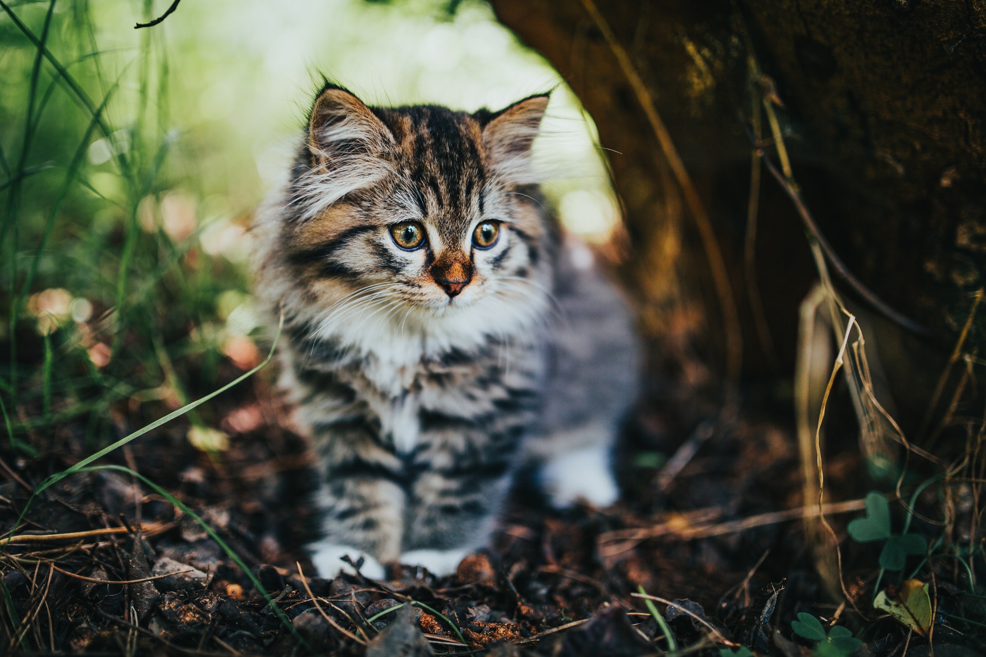 Cucciolate feline presenti in colonie sul territorio cittadino